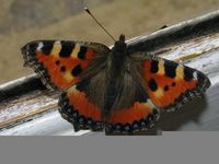 Aglais urticae
