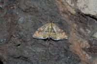 Anania verbascalis