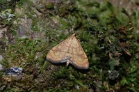 Anania verbascalis
