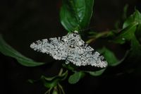 Biston betularia