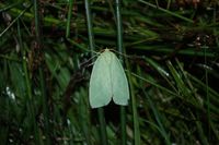 Bena bicolorana