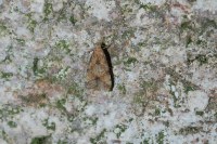 Brachmia blandella