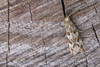 Bactra furfurana