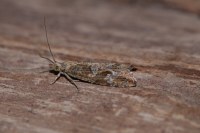 Bactra furfurana