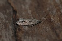 Bactra lancealana