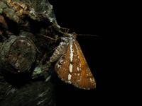 Bupalus piniaria