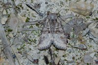 Brachylomia viminalis