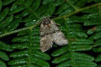 Brachylomia viminalis
