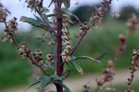Cucullia absinthii