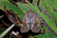 Cosmia affinis