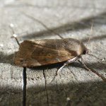 Cosmia affinis
