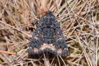 Catephia alchymista