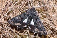 Catephia alchymista