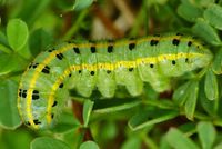 Colias alfacariensis