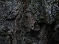 Clostera anachoreta