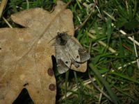 Clostera anachoreta