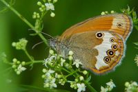 Coenonympha arcania