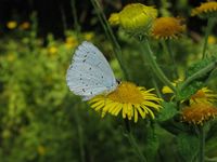 Celastrina argiolus