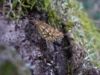 Chiasmia clathrata