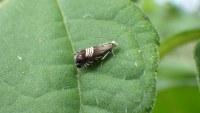 Grapholita compositella