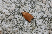 Clepsis consimilana