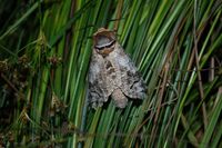 Cossus cossus