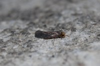 Cephimallota crassiflavella