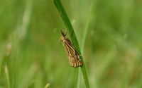 Chrysocramboides craterellus