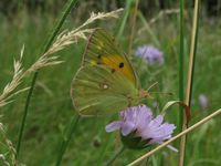 Colias crocea