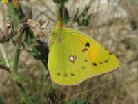 Colias crocea