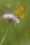 Colias crocea