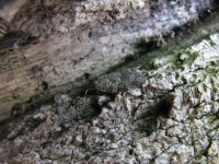 Cnephasia cupressivorana