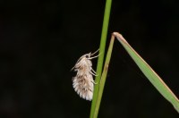 Cynaeda dentalis