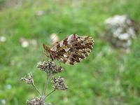 Boloria dia