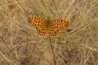 Boloria dia