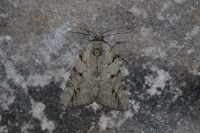 Catocala electa
