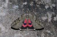Catocala electa