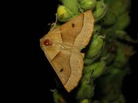 Crocallis elinguaria