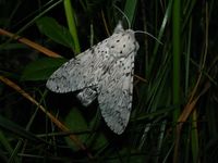 Cerura erminea