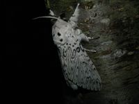 Cerura erminea