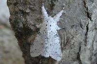 Cerura erminea
