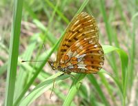 Boloria euphrosyne