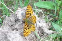 Boloria euphrosyne