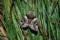 Catocala fulminea