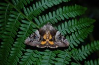 Catocala fulminea