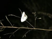Cilix glaucata