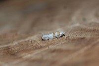 Cedestis gysseleniella