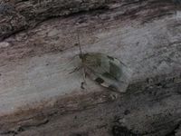 Choristoneura hebenstreitella