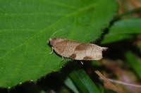Choristoneura hebenstreitella