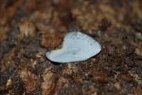 Cilix hispanica